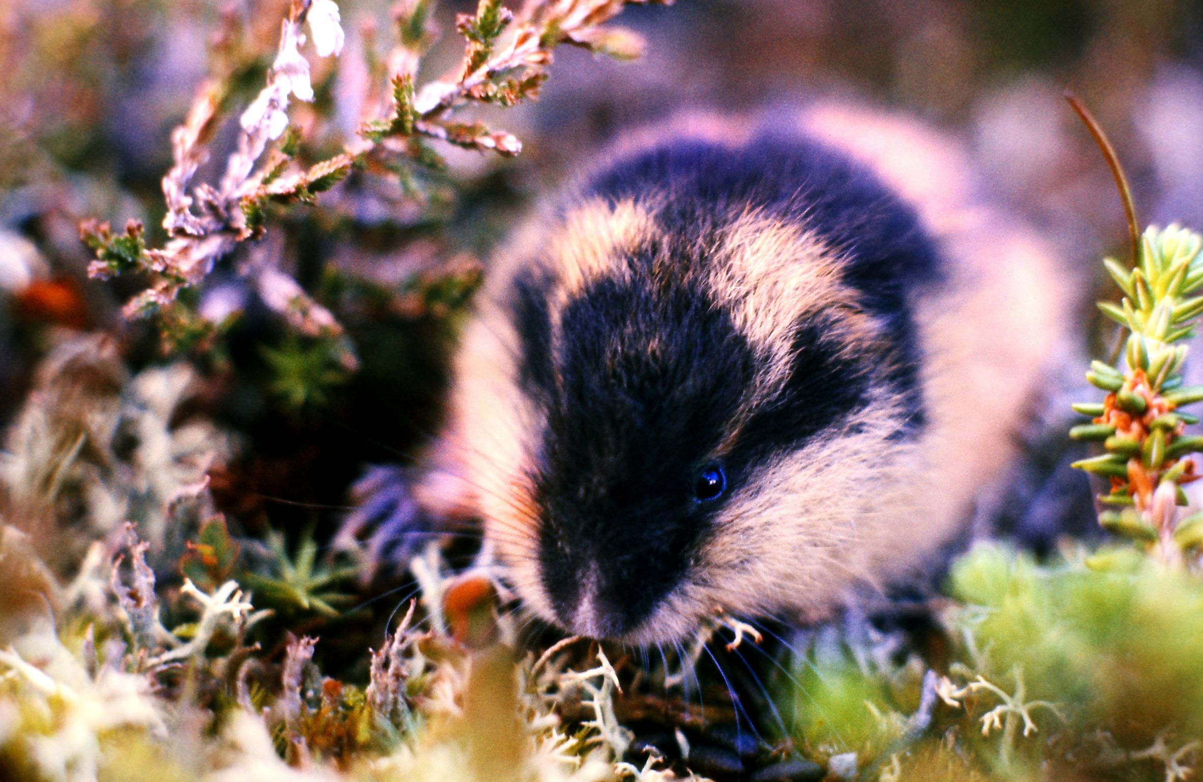 lemmings animal in the tundra