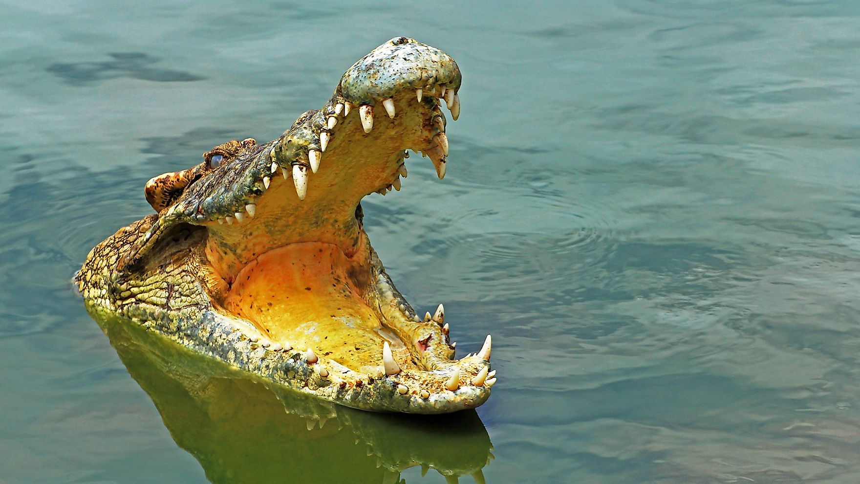 What Is The Ecological Role Of Crocodiles? - WorldAtlas