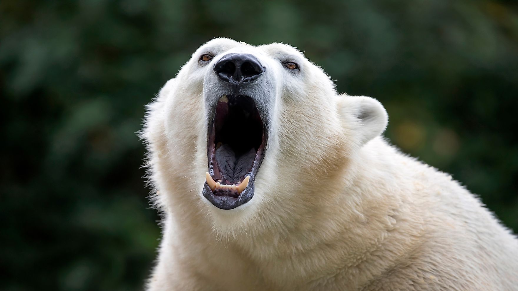 polar bears are aggressive
