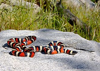 A beautiful snake in the wild.