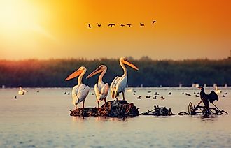 Pelicans in the Danube Delta.