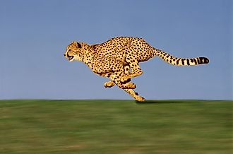 Side view of an adult cheetah running, showcasing the flex in its spine that promotes agility.