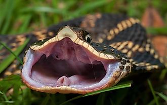 Eastern Hognose snake posing flattened out and gaping with mouth open and rear fangs exposed