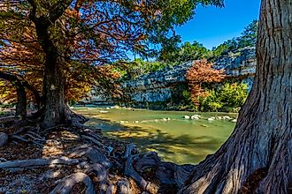 Cypress Trees in the Shade of Bright Orange Fall Foliage at Guadalupe State Park, Texas.