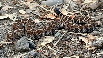 Northern Pacific rattlesnake