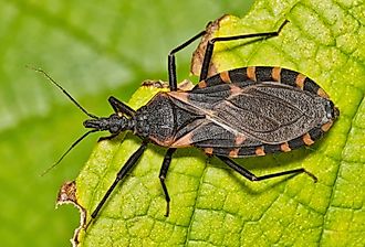 Eastern Bloodsucking Conenose Kissing Bug.