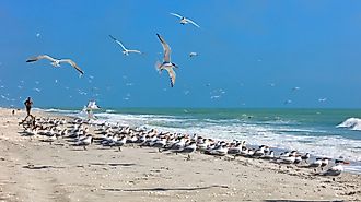 Flock of royal terns on a typical beach on Sanibel Island, Florida.