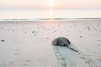 Horseshoe crab crawling back to the ocean on the beach on Delaware Bay at sunrise.