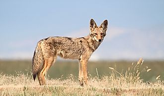 Side view of a coyote.