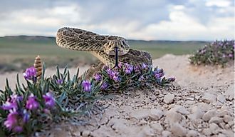 Closeup of a Prairie Rattlesnake.