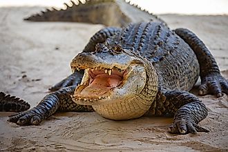 American Alligator