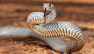 Highly venomous Australian Eastern Brown Snake.