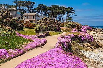 Homes and pathway through pink flowers in Pacific Grove, Monterey, California.