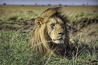 African lion in Maasai Mara. Image credit: Sanchi Aggarwal