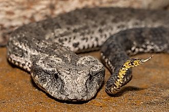 Close up of Australian Common Death Adder showing lure at tip of tail