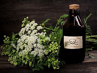 A bouquet of poison hemlock flowers kept beside a vial of poison to indicate its toxic nature.