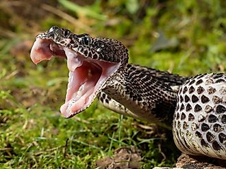 Timber Rattlesnake (Crotalus horridus) in its natural habitat.