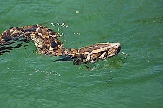 A Burmese python in a lake in the Florida Everglades.