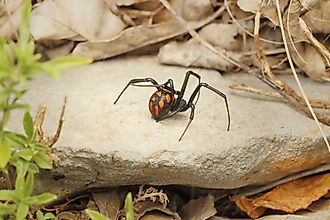 Latrodectus mactans known as southern black widow