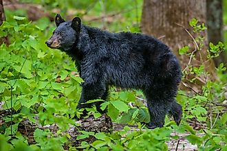 An American Black Bear, one of the deadliest animals in Tennessee.