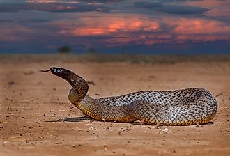 Australian Inland Taipan in defensive position