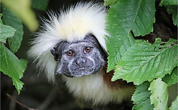 Native Plants Of Bolivia - WorldAtlas.com