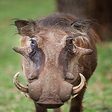 Desert Warthog Facts: Animals Of Africa - WorldAtlas