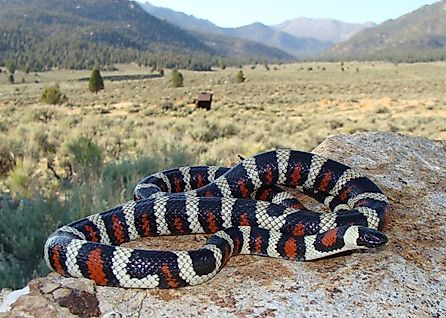 California (Sierra) Mountain Kingsnake, Lampropeltis zonata multicincta