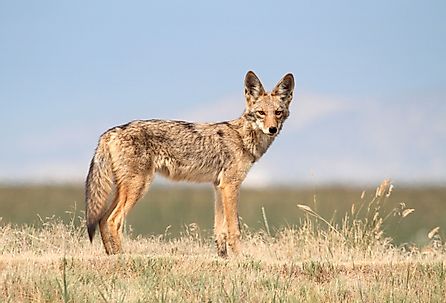 Side view of a coyote.