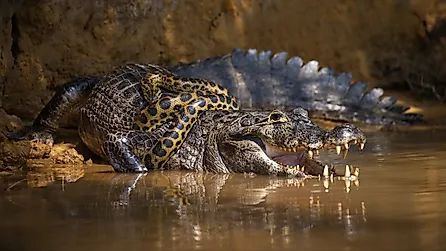 An anaconda snake wrapped around an alligator