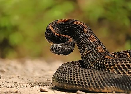 A timber rattlesnake getting ready to strike.