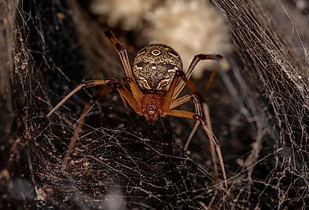 Female adult brown widow spider of the species Latrodectus geometricus.