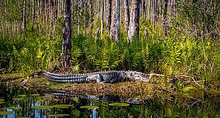 American Alligator fourteen foot on edge of canal at Okefenokee Swamp Folkston Georgia.