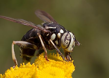 A bald-faced hornet on a flower.