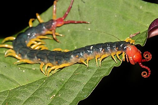 #10 Amazonian Giant Centipede   