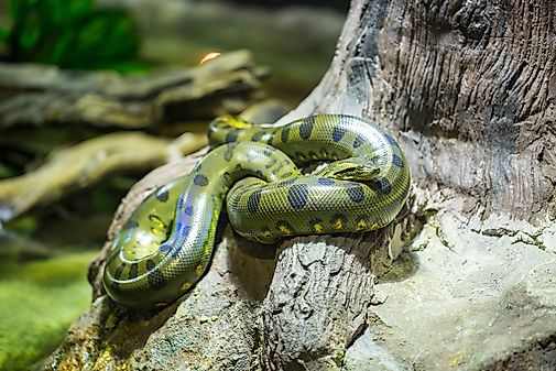 #1 Green Anaconda  