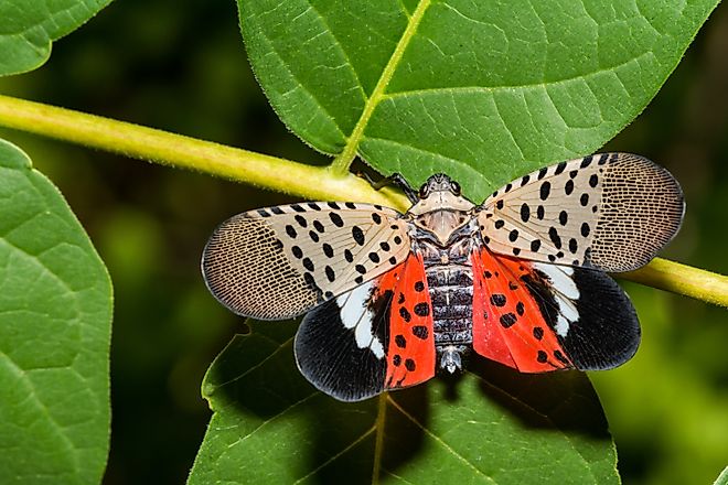 Spotted Lanternfly - Lycorma delicatula