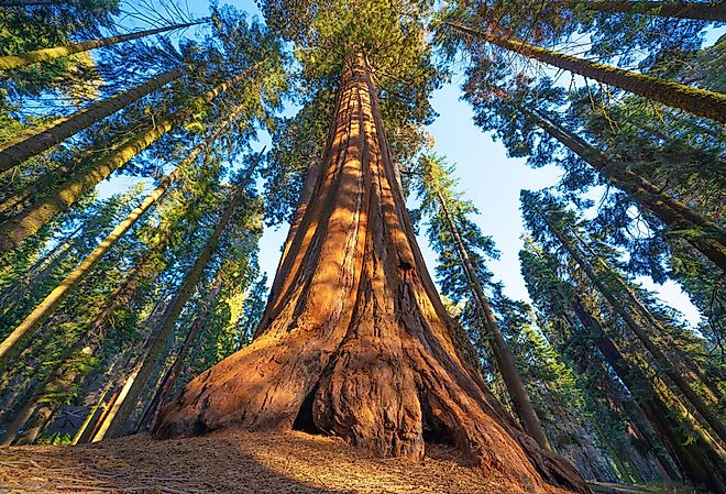 Famous Sequoia park and giant sequoia trees at sunset. Image credit IM_photo via Shutterstock