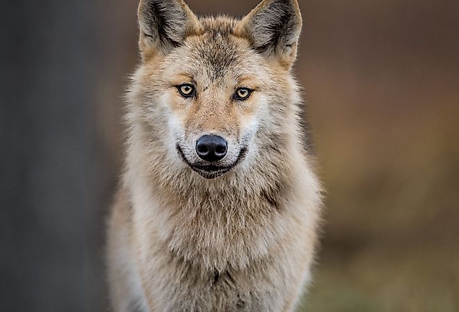 The Eurasian wolf is a symbol of pride in Georgia and their unofficial national animal.