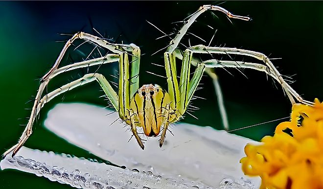 Full shot of Green lynx spider. 