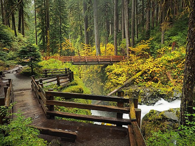 Hoh Rainforest, Washington