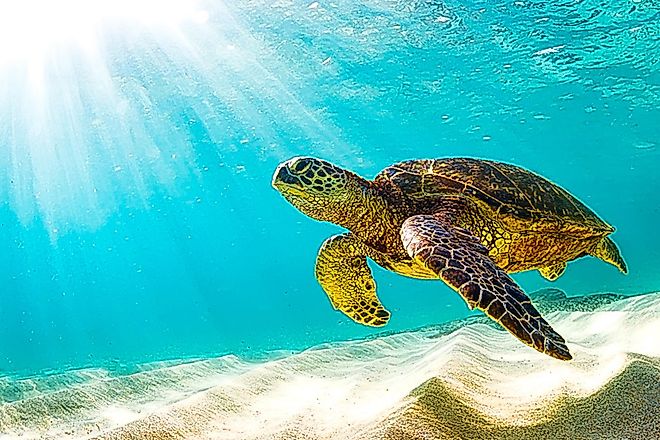 A sea turtle casually swims along a sandy sea floor as the sun penetrates the shallow surface above. 