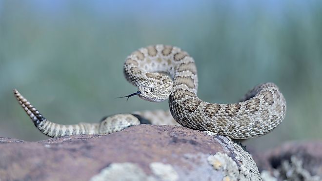 A Prairie Rattlesnake (Crotalus viridis) resting on a rock.