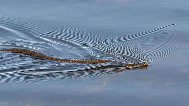 A northern water snake in a lake.