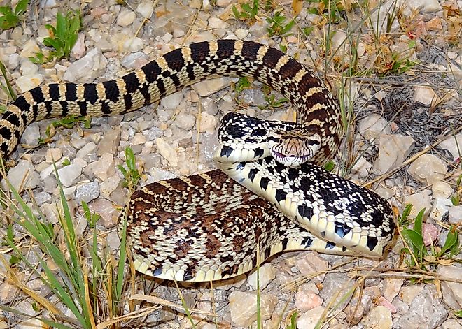 Bull snake coiled and read to strike 