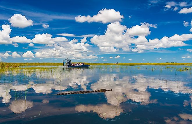 Blue skies are reflected in the still waters of the everglades while tourists take airboat rides to visit alligators in the wild