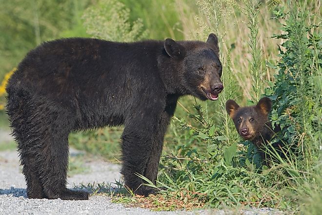 American black bear