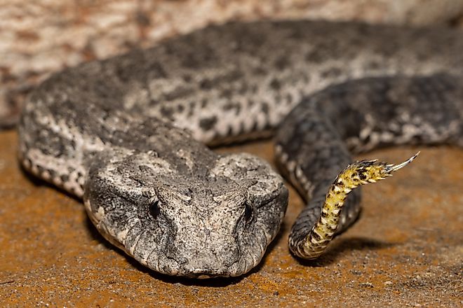 Close up of Australian Common Death Adder showing lure at tip of tail