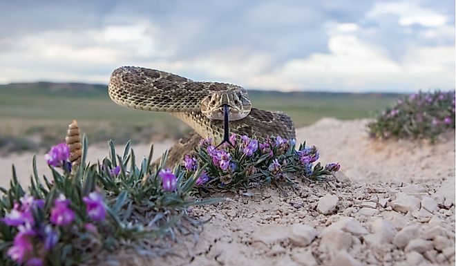 Closeup of a Prairie Rattlesnake.