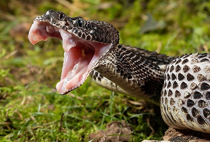 Close up of Timber Rattlesnake, Crotalus horridus.